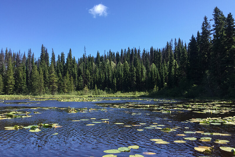 lake and forest, Tyhee Forestry, Smithers BC