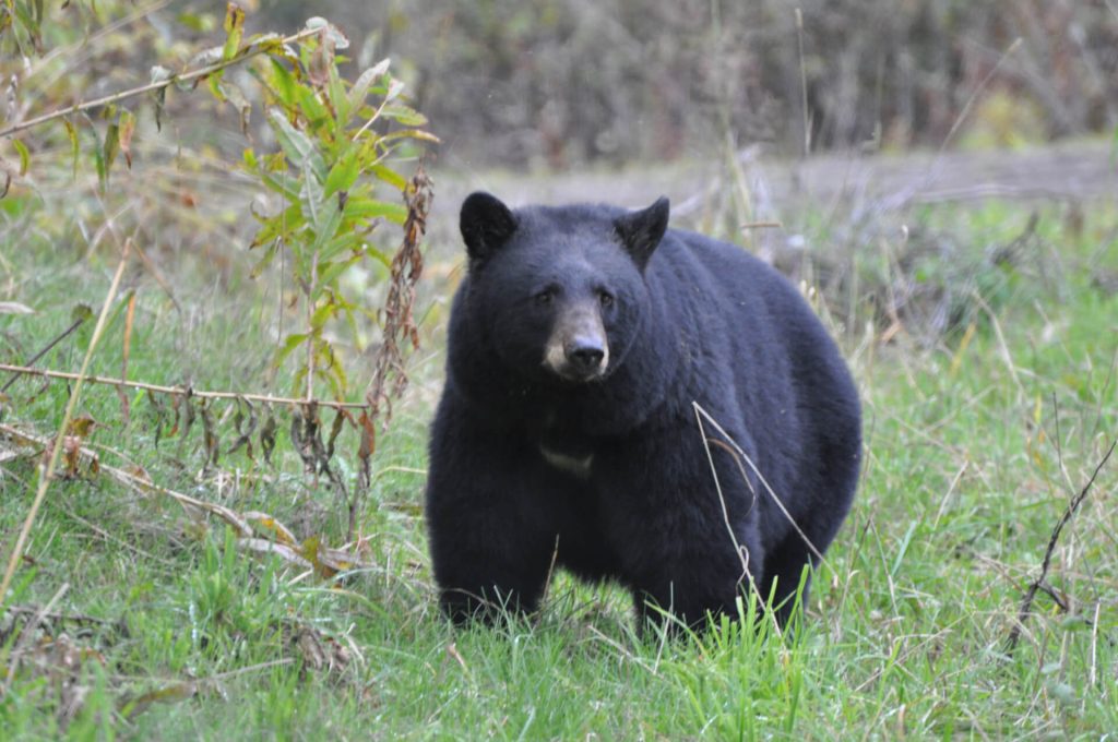 Black Bear