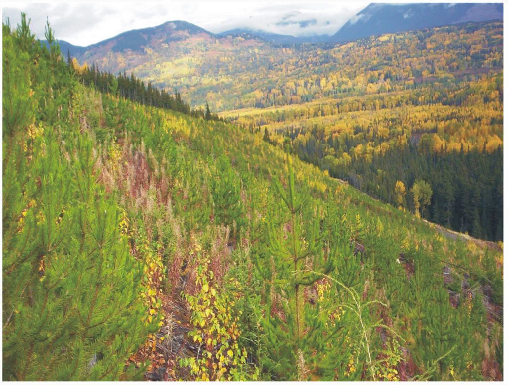 Mountain side, Tyhee Forestry