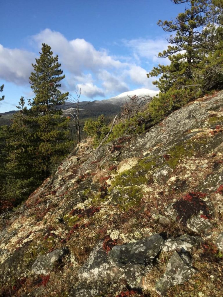 mountain side, Tyhee Forestry, Smithers BC