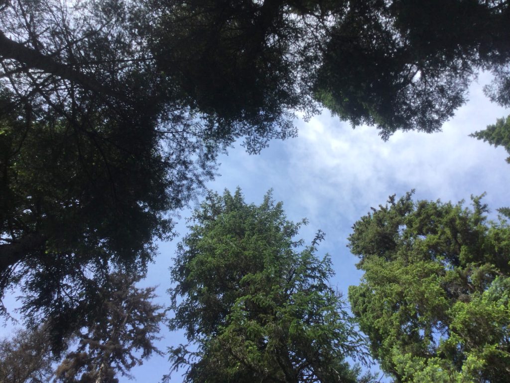 looking up at trees, Tyhee Forestry, Smithers BC