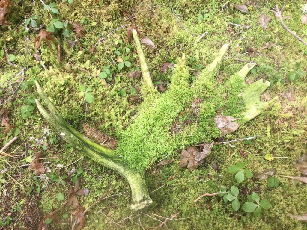 moss grown moose antler, Tyhee Forestry, Smithers BC