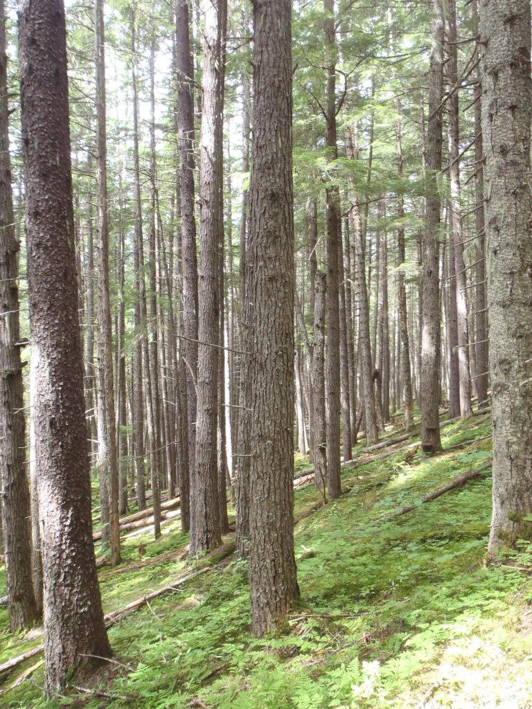 forest, Tyhee Forestry, Smithers BC