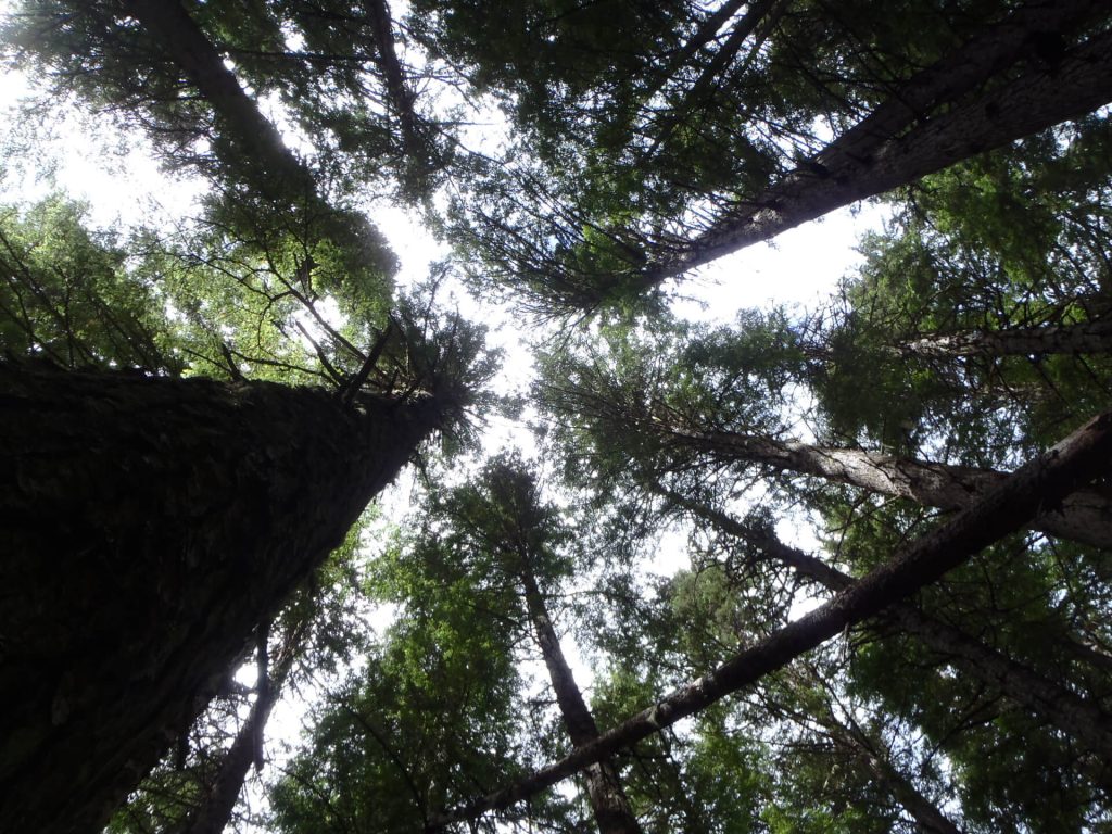 View looking up at trees, Tyhee Forestry, Smithers BC